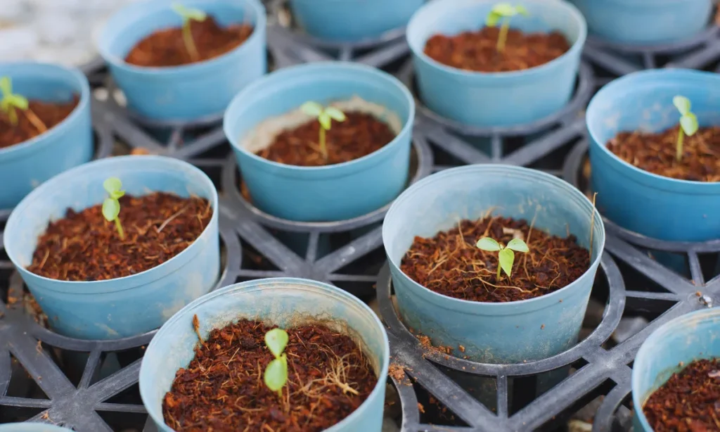 basil seed in pakistan