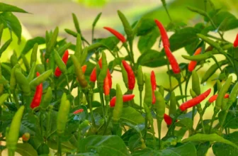 Ideal Growing Conditions for Red Chili