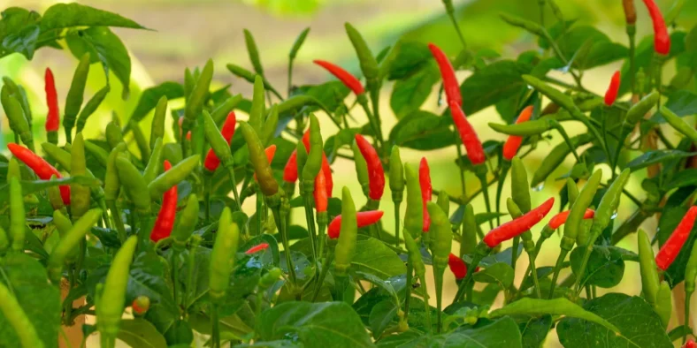 Ideal Growing Conditions for Red Chili