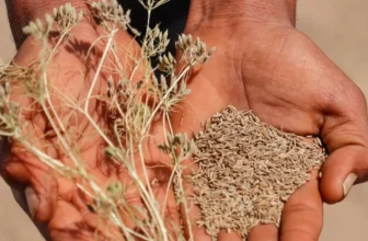 Organic vs Non-Organic Cumin