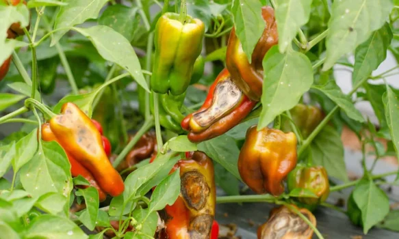 Common Pests and Diseases of Red Chili Farms and How We Prevent and Preserve