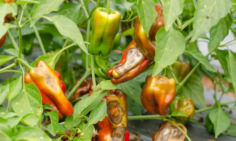 Common Pests and Diseases of Red Chili Farms and How We Prevent and Preserve