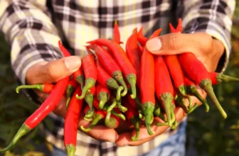 The Comprehensive Guide to the Planting and Harvesting Process of Red Chili