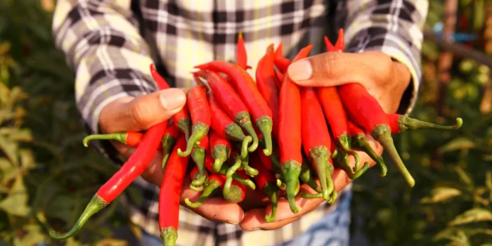 The Comprehensive Guide to the Planting and Harvesting Process of Red Chili