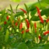 The Nutritional Benefits of Red Chili: A Comprehensive Guide