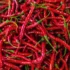 The Essence of Red Chili in Mexican Cuisine